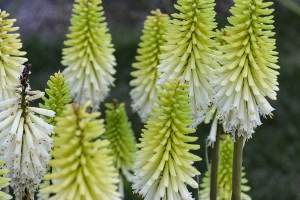 Kniphofia 'Lady Luck' 